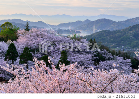 開山公園の桜 21631053