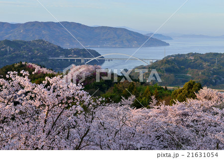 開山公園の桜 開山公園の桜 21631054