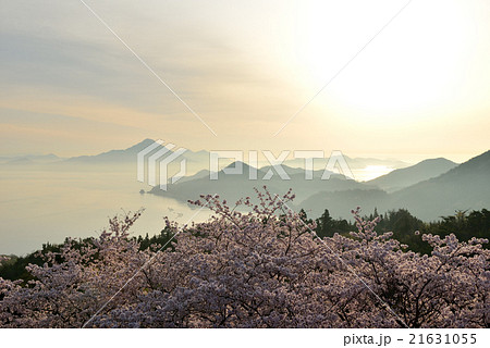 開山公園の桜 開山公園の桜 21631055