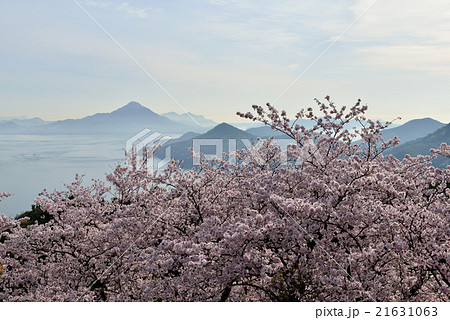 開山公園の桜 21631063