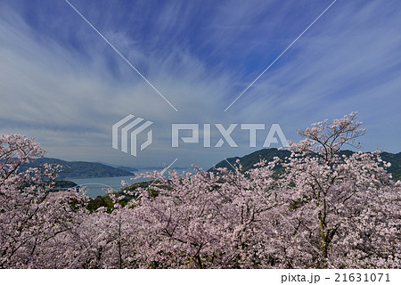 開山公園の桜 21631071