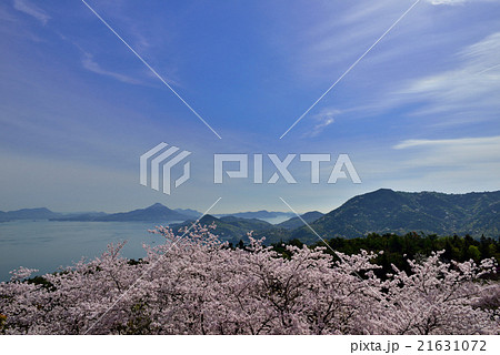 開山公園の桜 開山公園の桜 21631072