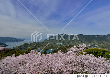 開山公園の桜 開山公園の桜 21631074