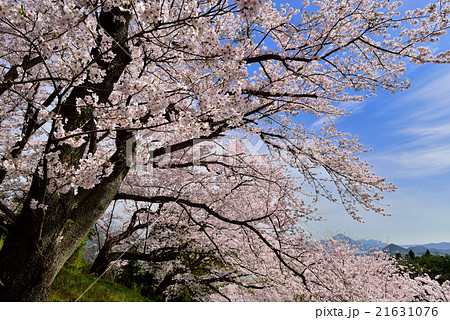 開山公園の桜 21631076
