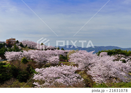 開山公園の桜 開山公園の桜 21631078