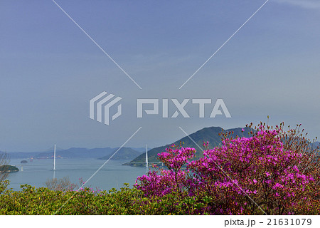開山公園の桜 開山公園の桜 21631079