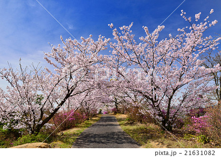 開山公園の桜 21631082