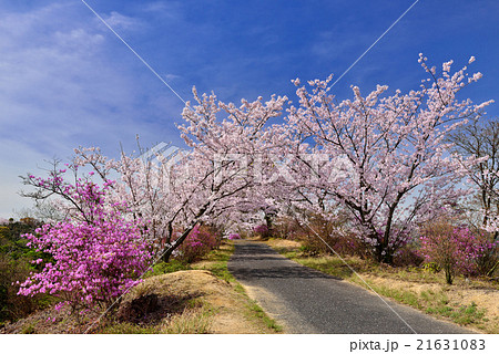 開山公園の桜 開山公園の桜 21631083