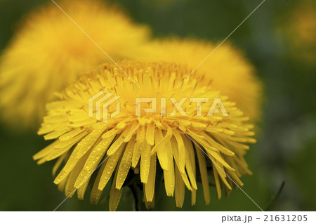dandelion yellow , spring   21631205