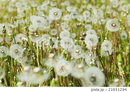 white fluffy dandelions white fluffy dandelions 21631294