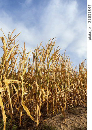 ripe yellow corn  21631347