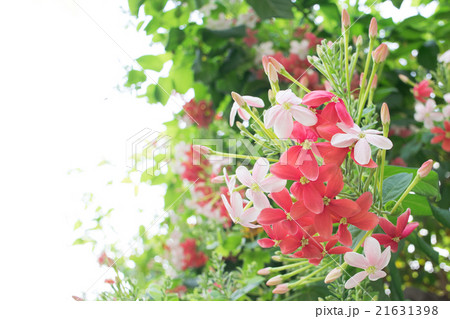 Chinese honeysuckle on branch with copy space 21631398