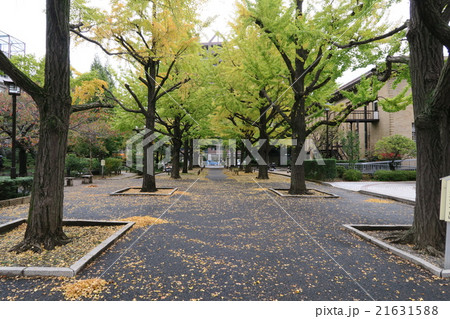 横網町公園のいちょう並木 横網町公園のいちょう並木 21631588