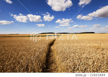 rye field ,  yellowed 21631684