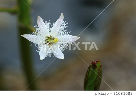 自然 植物 ミツガシワ 冷涼な地域の水辺に生える多年草 白い花には細い毛が密生していますの写真素材