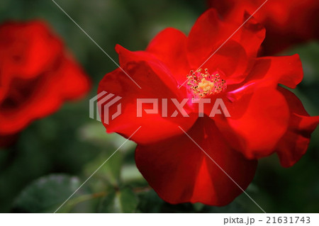 シティオブバーミンガム シティオブバーミンガム 21631743