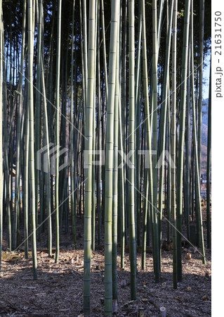 信州の竹林 21631750