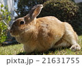 うさぎ 21631755