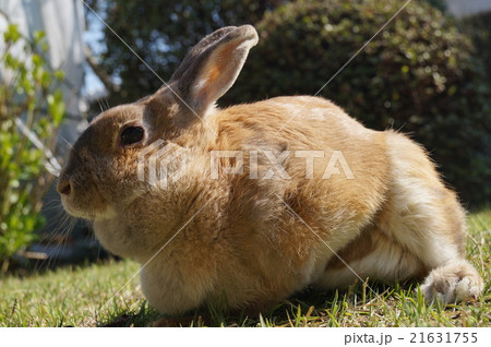 うさぎ 21631755