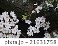 桜 21631758