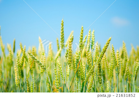 a field of wheat a field of wheat 21631852