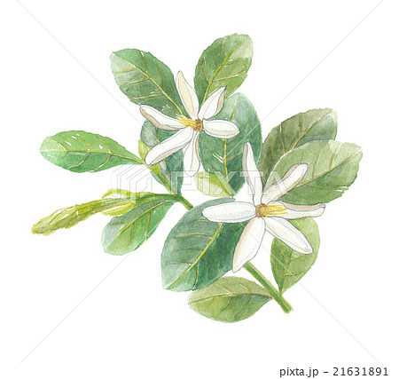 ティアレのイラスト素材