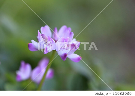 自然　植物　レンゲソウ、近づいてみるといかにもマメ科らしい姿の花であることが分かります 21632036