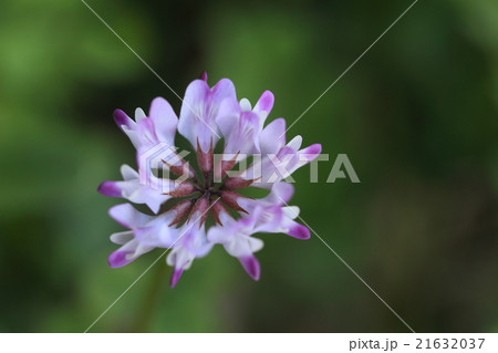自然　植物　レンゲソウ、花は茎を中心に外側に広がり打ち上げ花火のようです 21632037