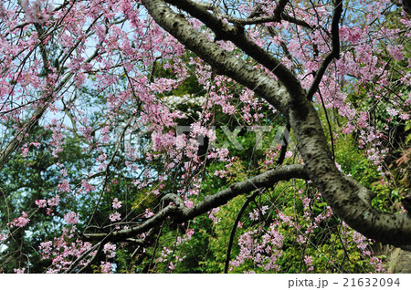 鎌倉春景色(円覚寺の枝垂れ桜) 鎌倉春景色(円覚寺の枝垂れ桜) 21632094