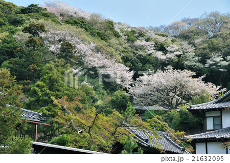 鎌倉春景色(円覚寺の山桜) 鎌倉春景色(円覚寺の山桜) 21632095