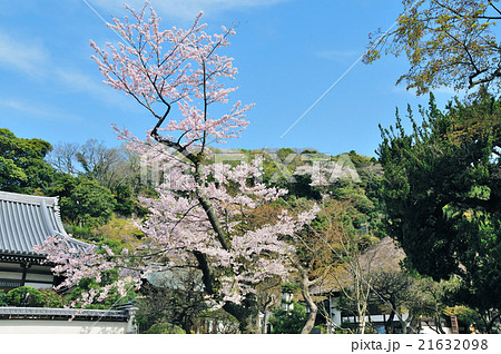 鎌倉春景色 円覚寺の桜 の写真素材