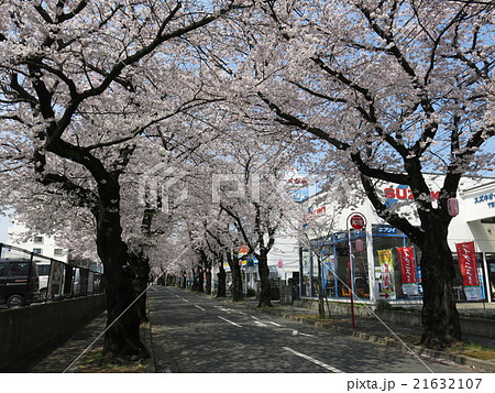 桜並木が美しい松戸市の常盤平さくら通り 21632107