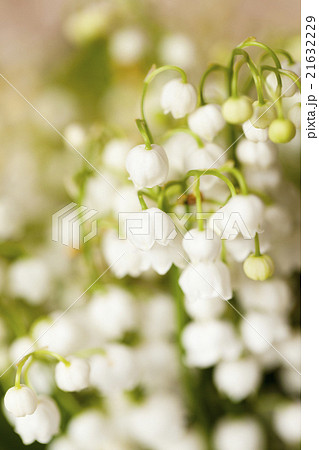 Flower lily of the valley   21632229