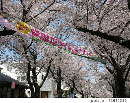 満開の桜に彩られた常盤平さくらまつりの横断幕 21632256