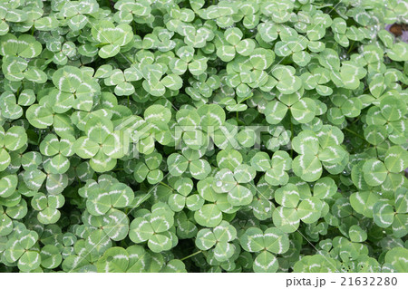 四つ葉のクローバー２（四つ葉左寄せ） 21632280