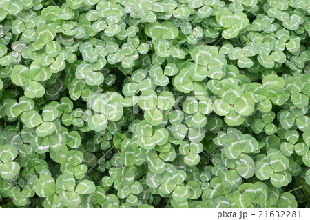 四つ葉のクローバー3(四つ葉右寄せ) 四つ葉のクローバー3(四つ葉右寄せ) 21632281
