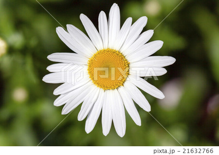 white daisy. bloom white daisy. bloom 21632766