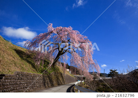 岩太郎のしだれ桜 岐阜県下呂市萩原町四美 岩太郎のしだれ桜 岐阜県下呂市萩原町四美 21632796