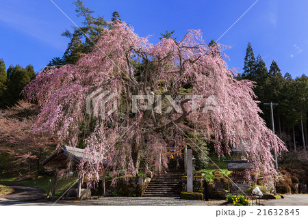 森山神社のしだれ桜 岐阜県下呂市萩原町四美 森山神社のしだれ桜 岐阜県下呂市萩原町四美 21632845
