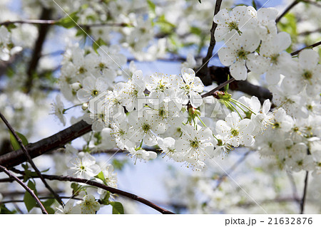 cherry blossoms,  spring 21632876