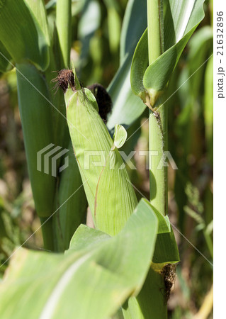 ear of corn   21632896