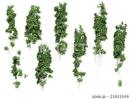 ツタ 複数のイラスト素材