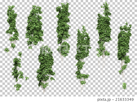 Ivy Stock Illustration