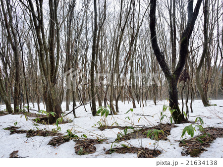 残雪の林 21634138