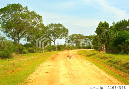 Monkey walking on a country road in a national par 21634348