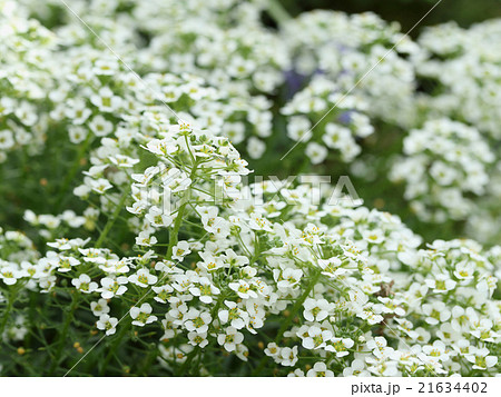 ユキヤナギ 21634402