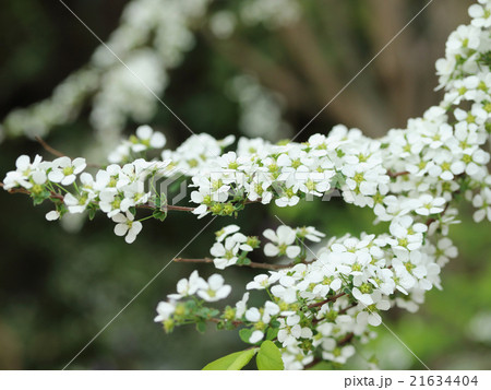 ユキヤナギ ユキヤナギ 21634404
