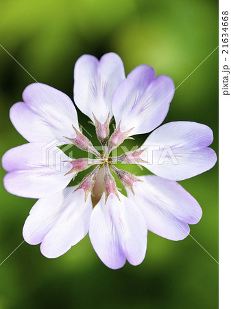 蓮華の花 蓮華の花 21634668