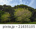 春永の桜 21635105