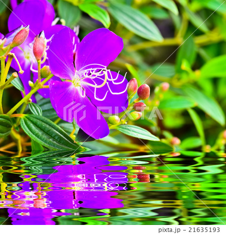 Purple flowers 21635193